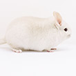 goldbar chinchilla photos photographs pictures images